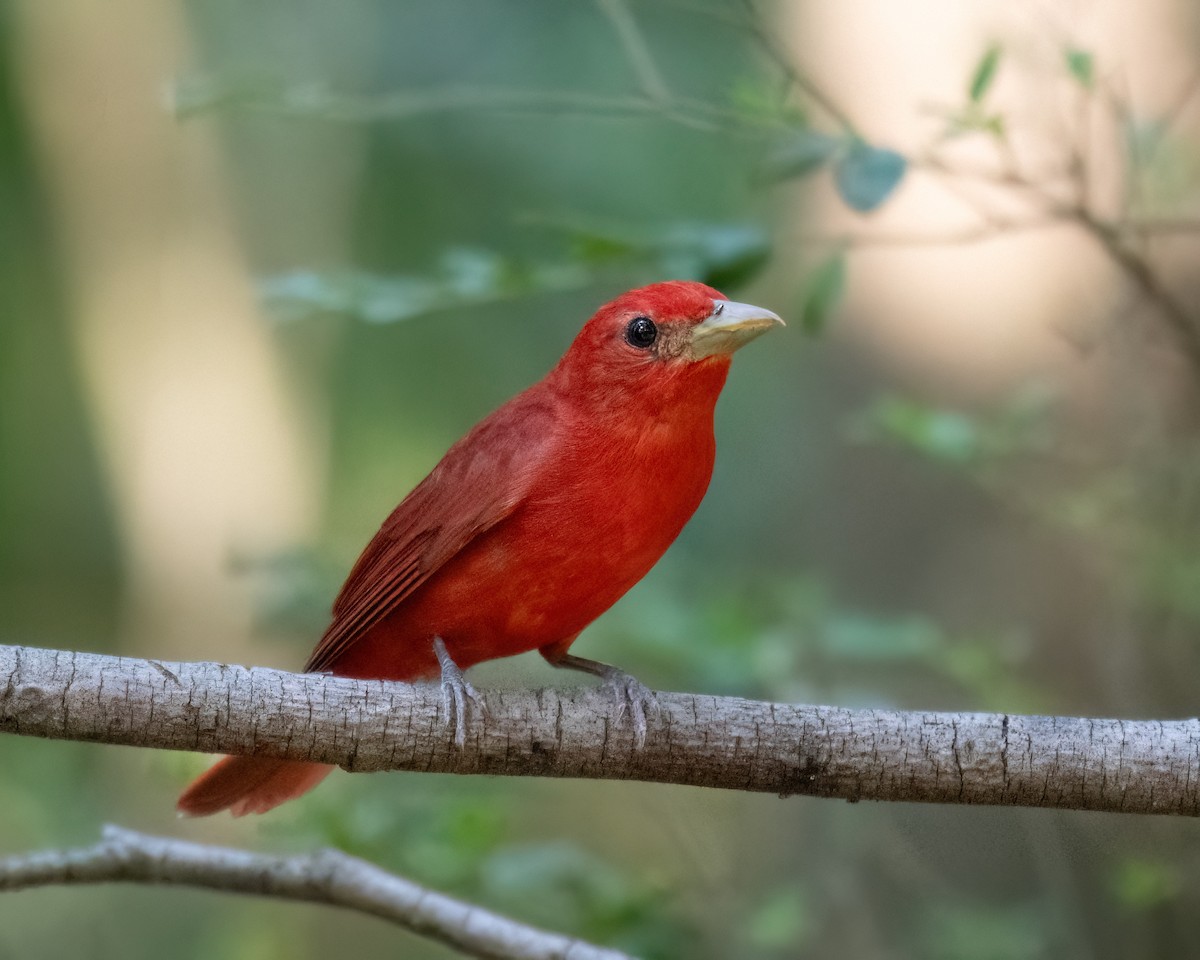 Summer Tanager - ML620657871