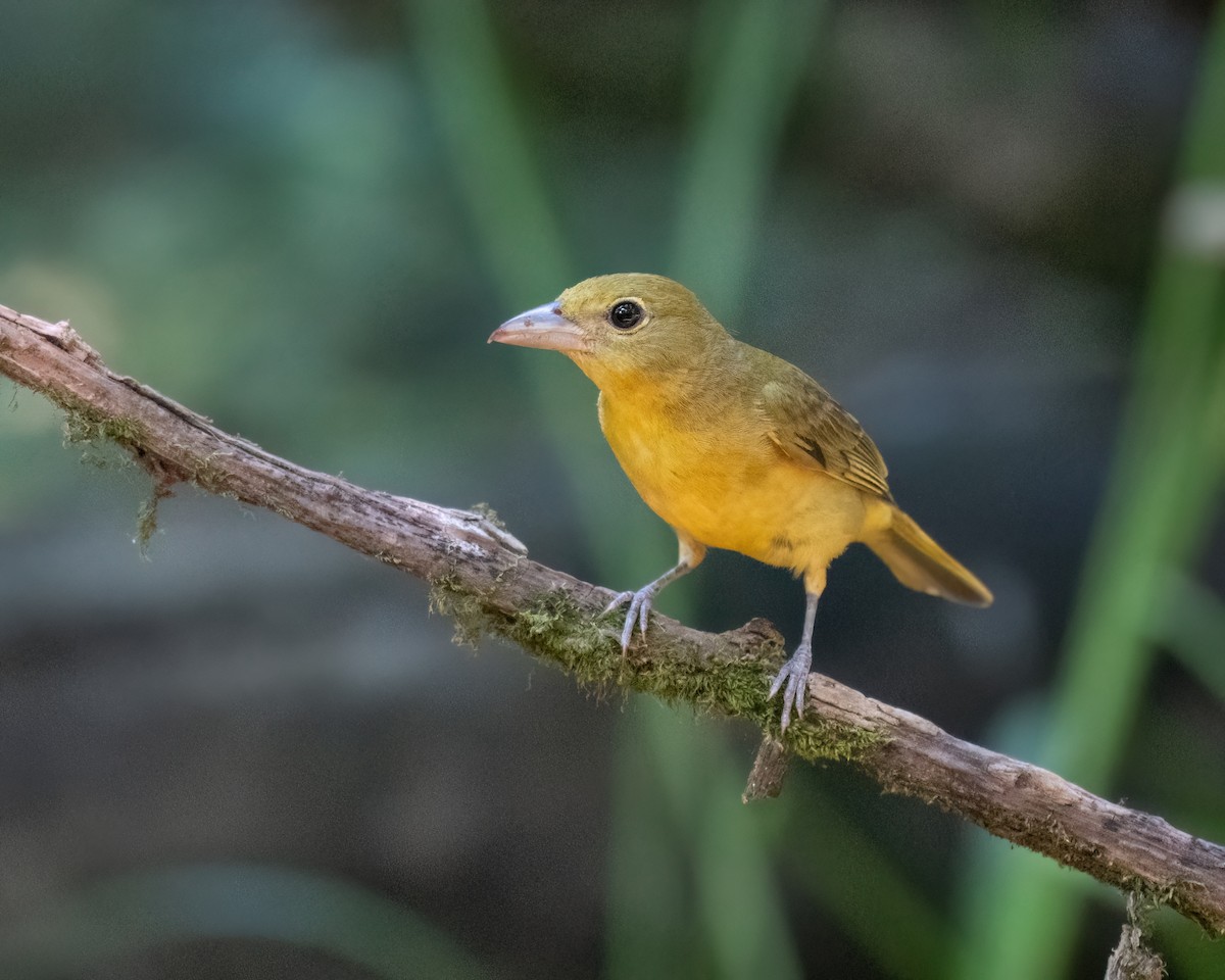 Summer Tanager - ML620657872