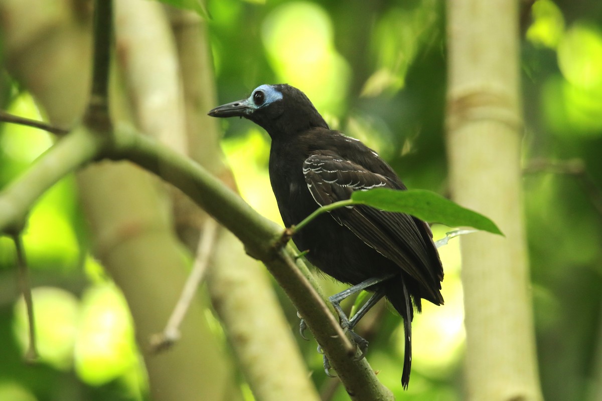 Bare-crowned Antbird - ML620657876