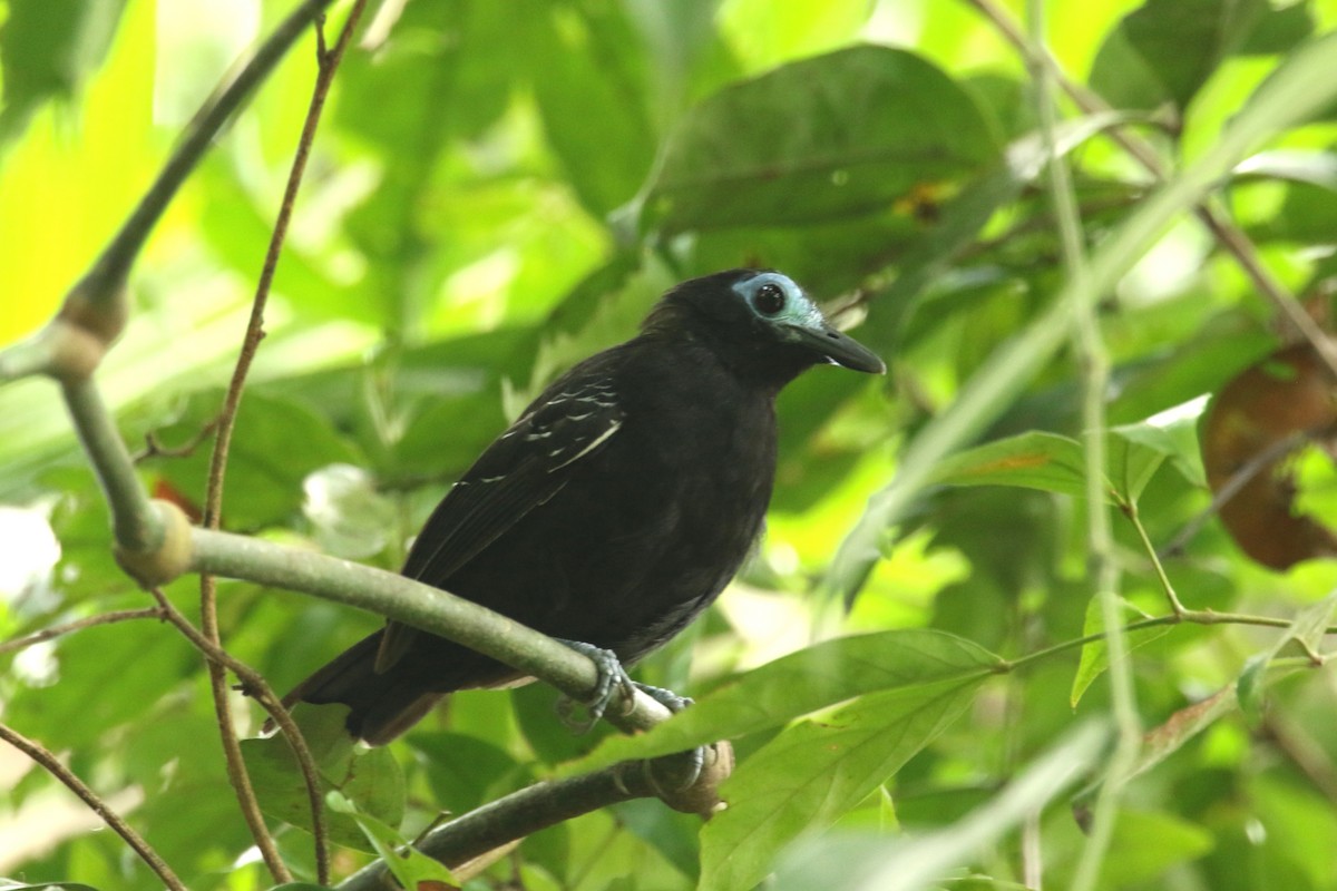 Bare-crowned Antbird - ML620657877