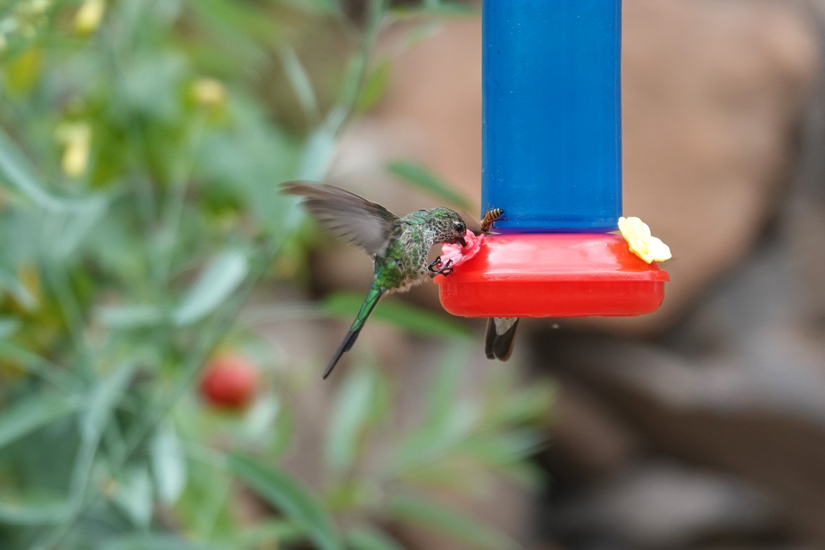 Green-tailed Trainbearer - ML620657879