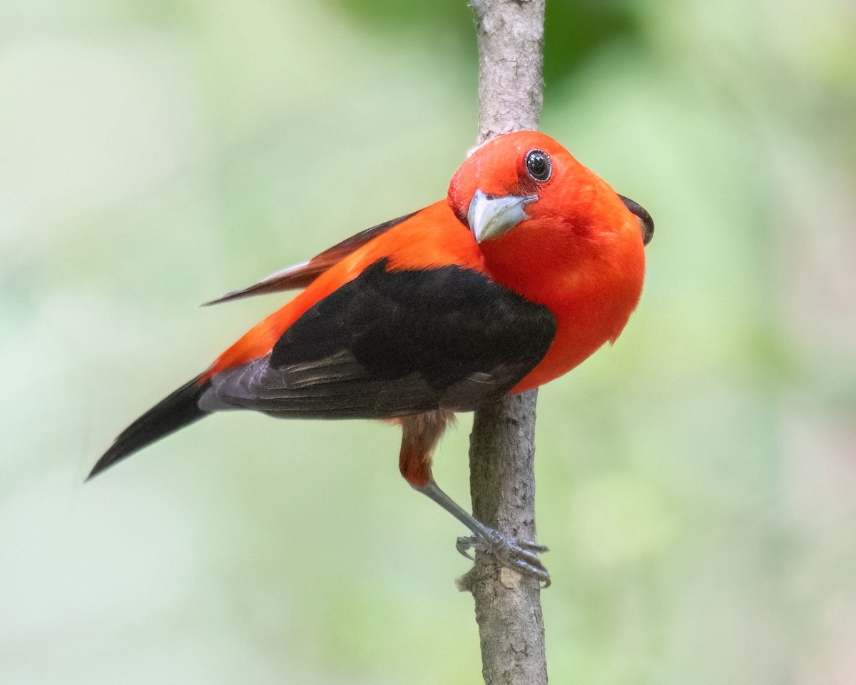 Scarlet Tanager - ML620657881