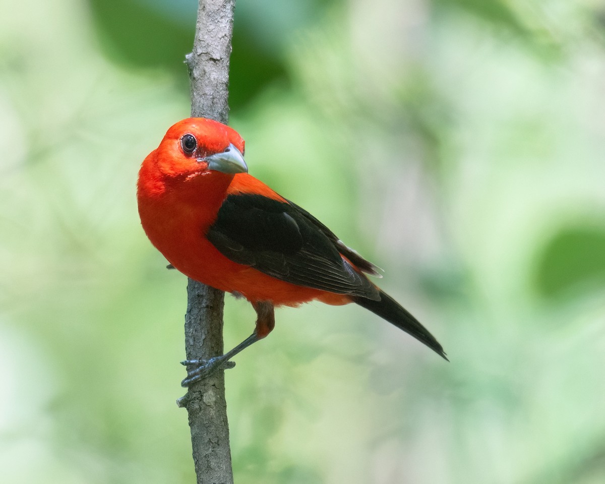 Scarlet Tanager - ML620657882