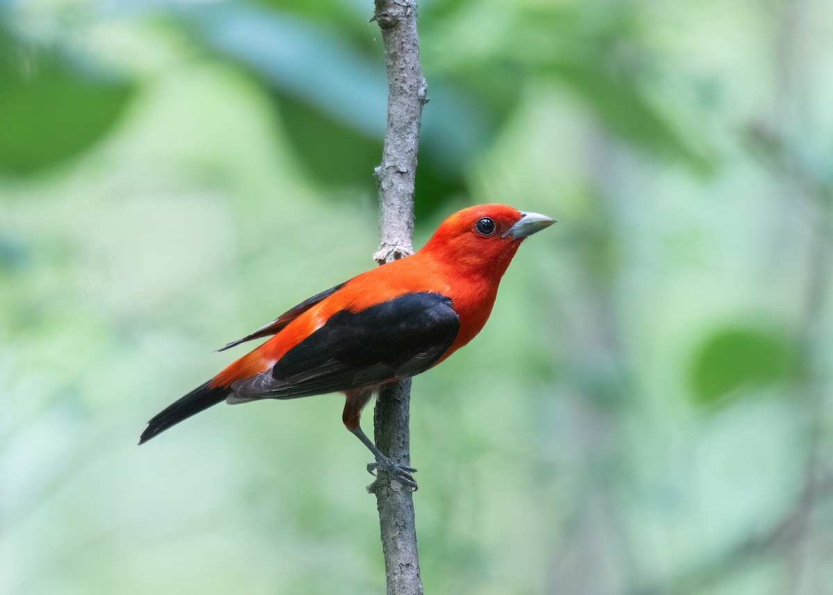 Scarlet Tanager - ML620657883