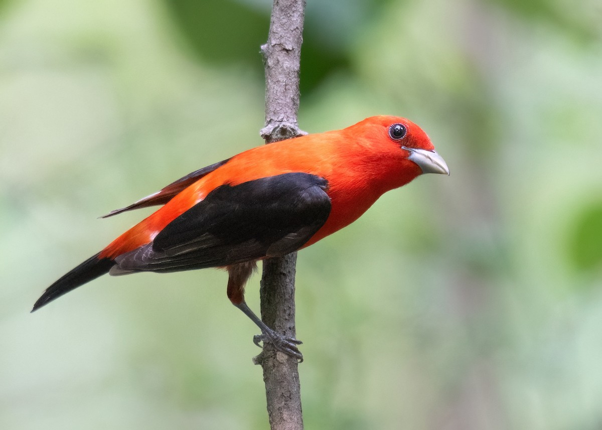 Scarlet Tanager - ML620657884