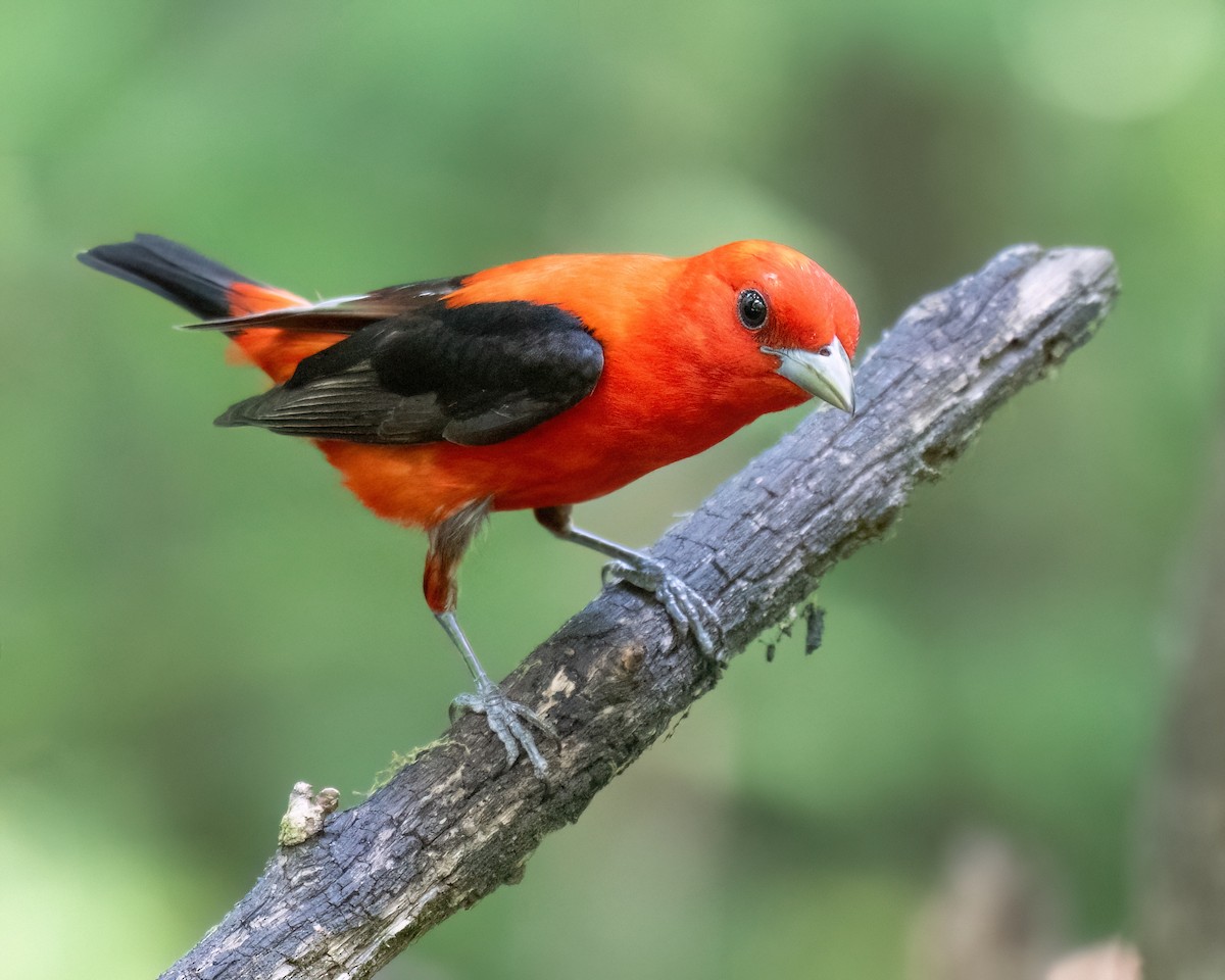 Scarlet Tanager - ML620657885
