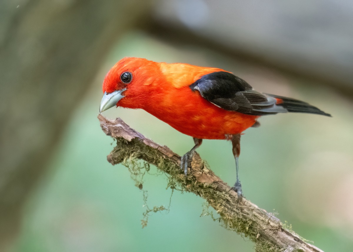 Scarlet Tanager - ML620657886