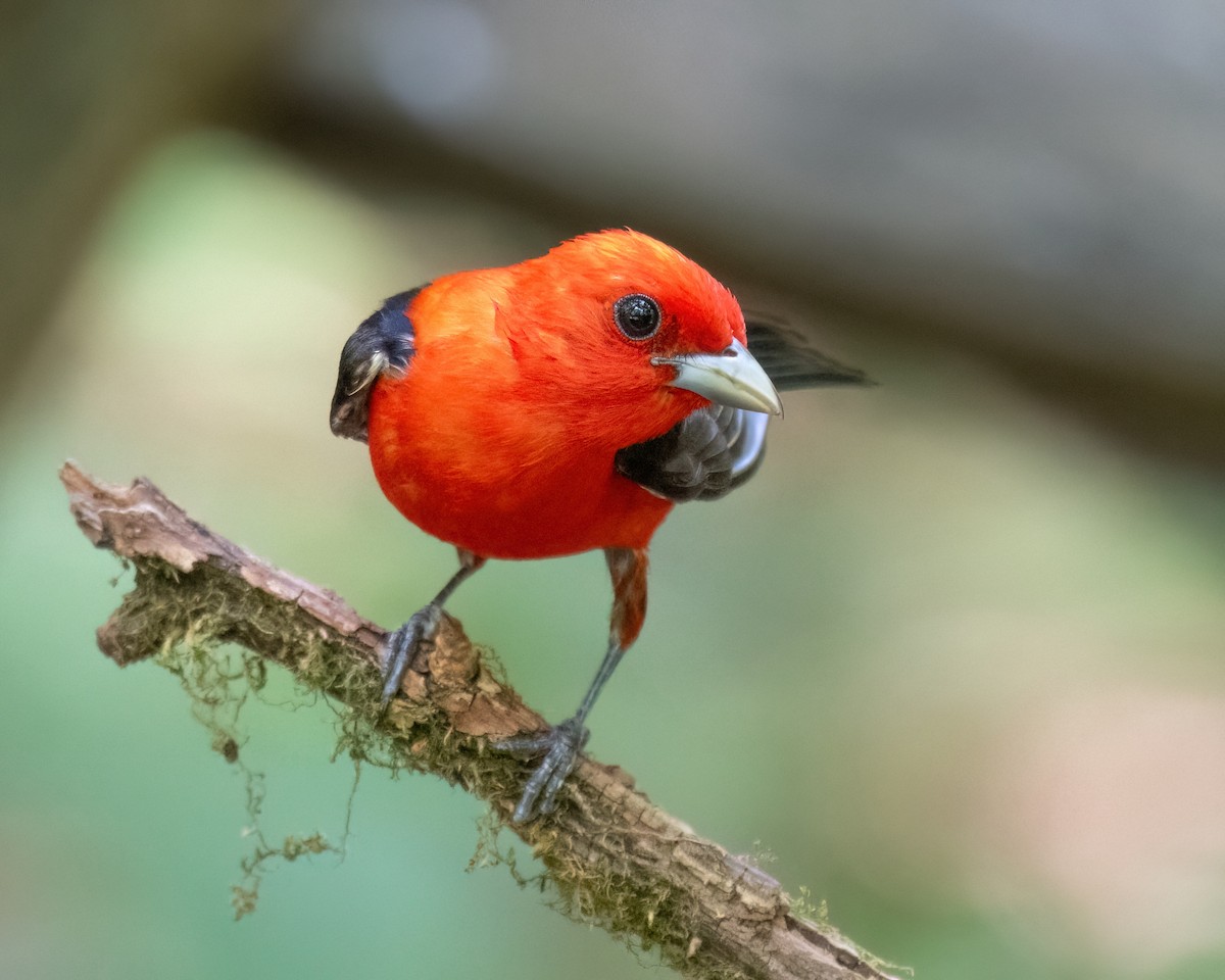 Scarlet Tanager - ML620657888