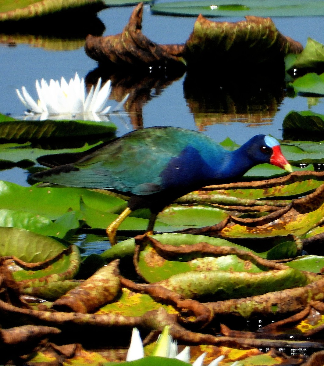 Purple Gallinule - ML620657889