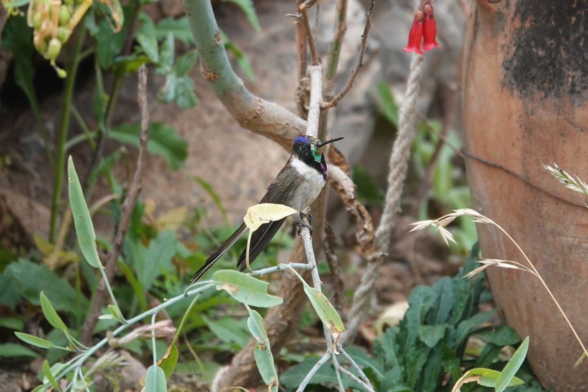 Colibrí Noble Oriental (nobilis) - ML620657898