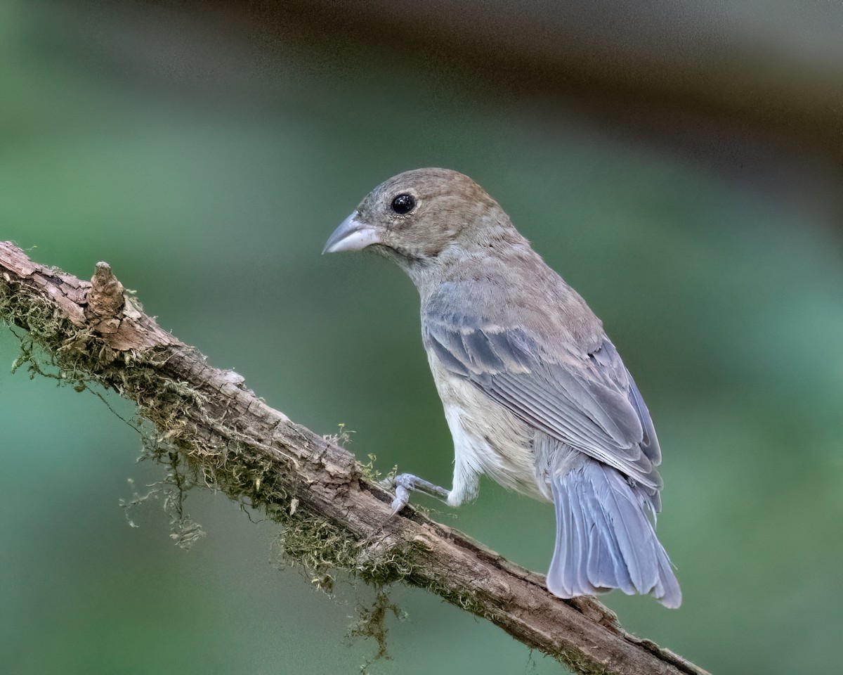 Indigo Bunting - ML620657902