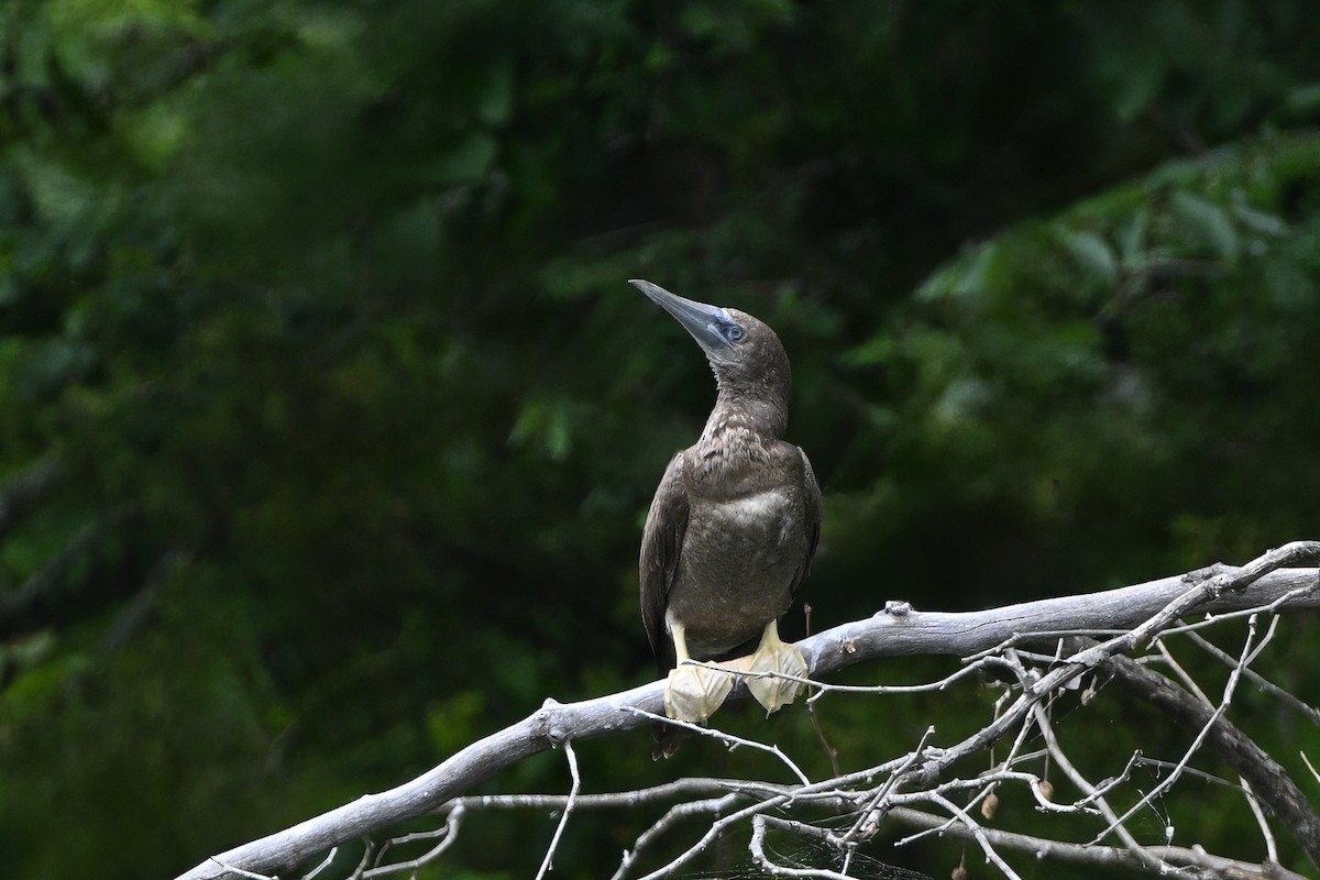 Brown Booby - ML620657905