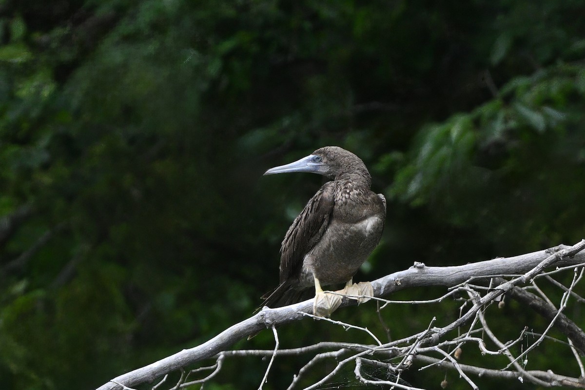 Brown Booby - ML620657907