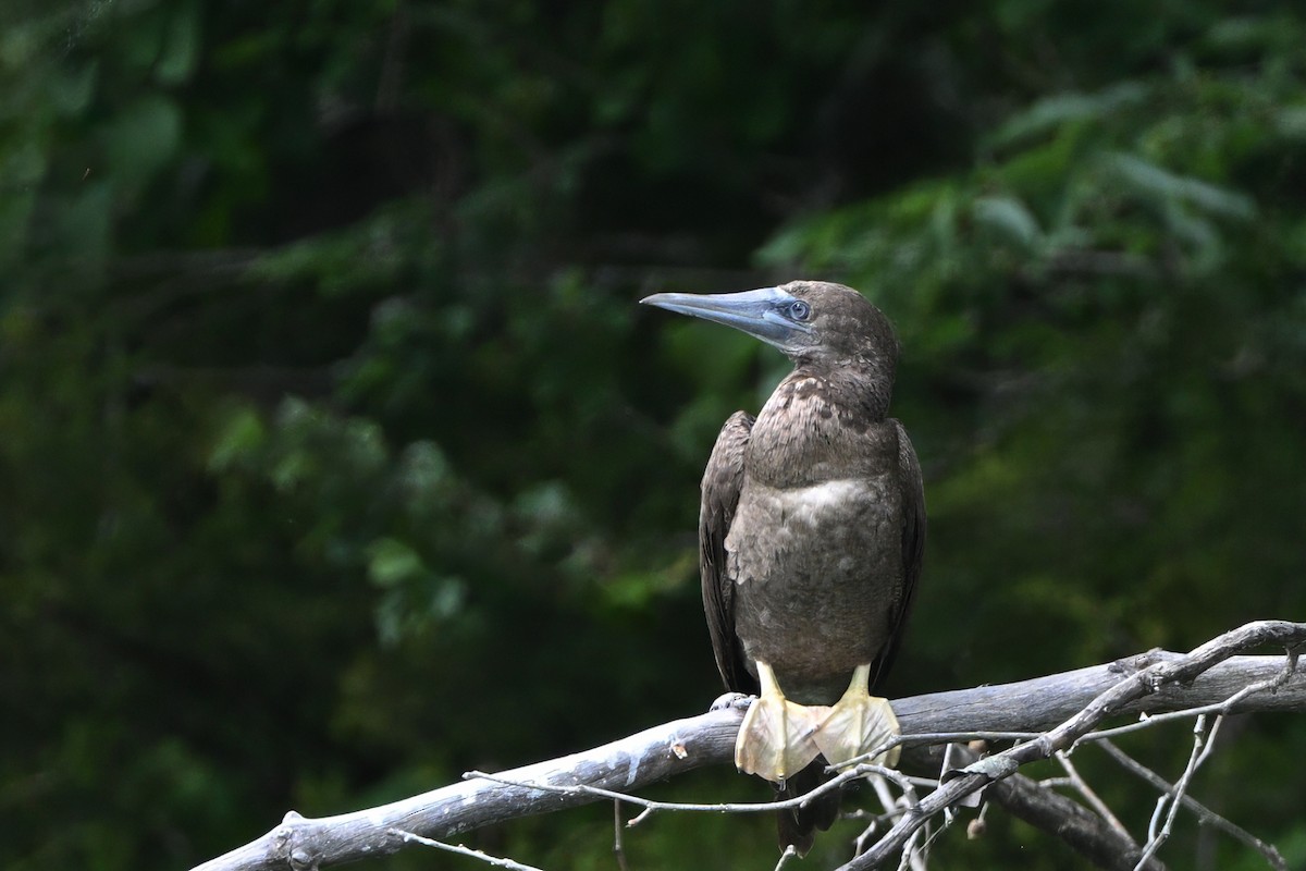 Brown Booby - ML620657908