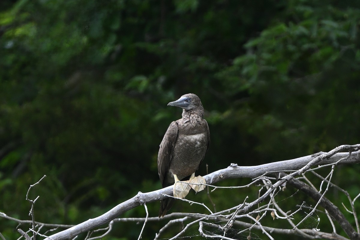 Brown Booby - ML620657909