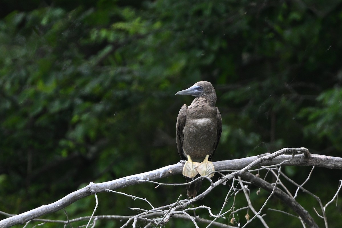 Brown Booby - ML620657910
