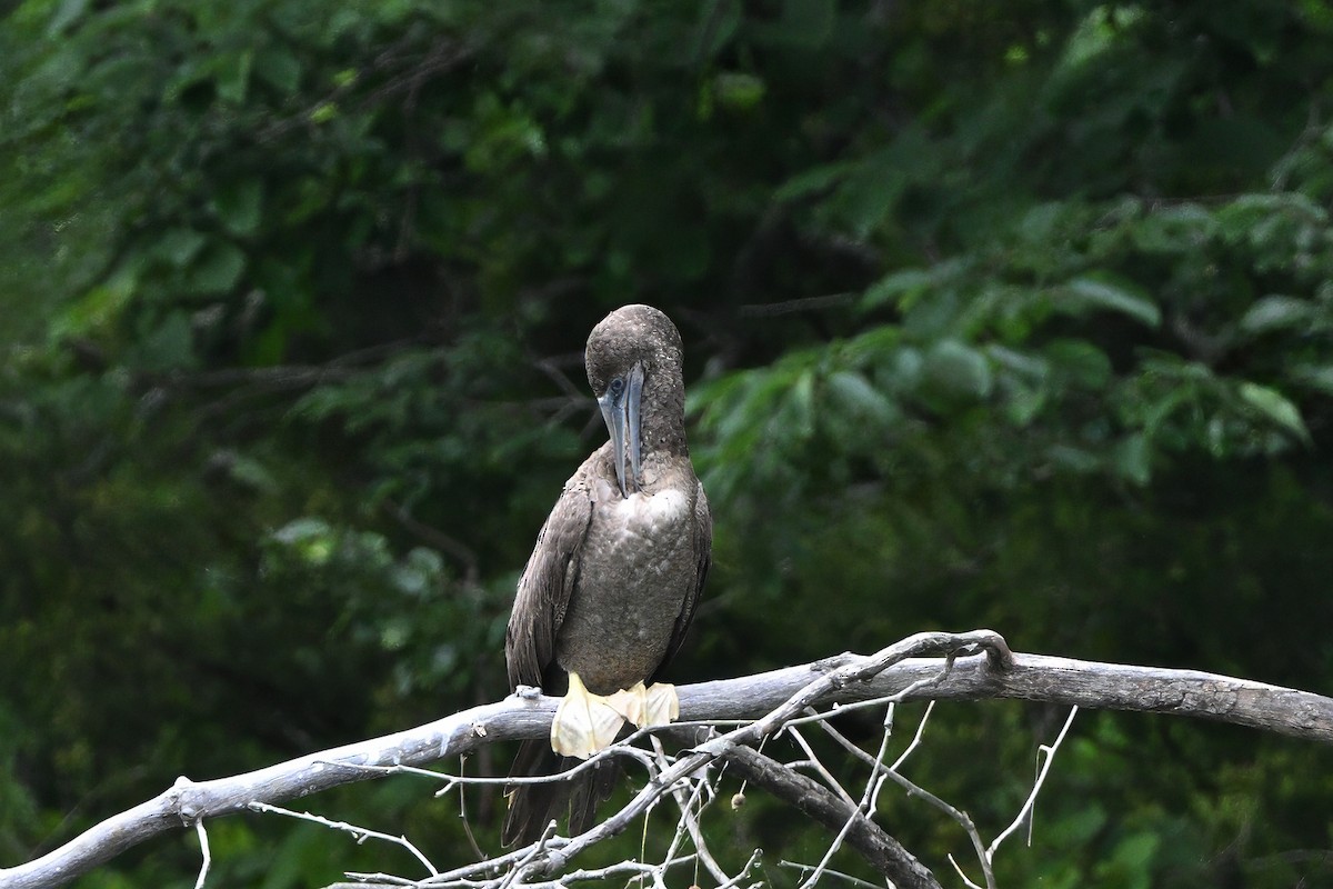 Brown Booby - ML620657911