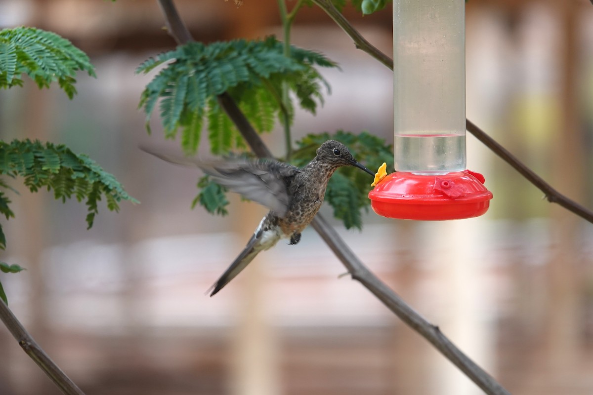 Colibrí Gigante - ML620657912