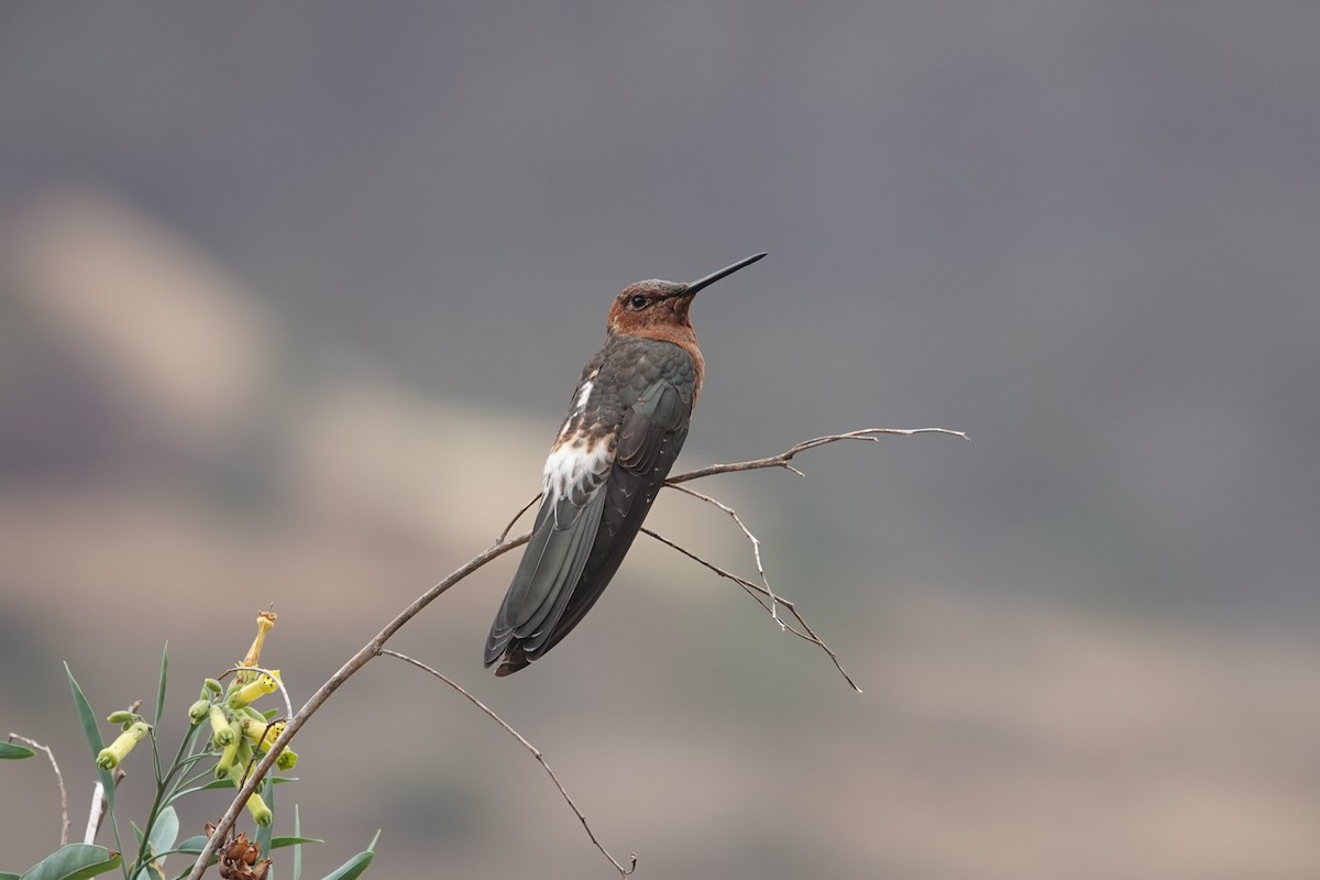 Giant Hummingbird - ML620657913