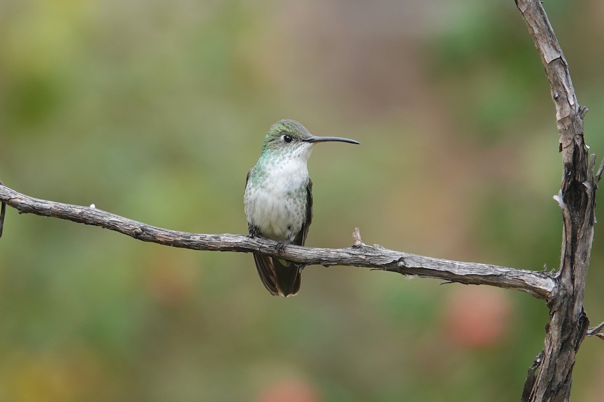 Green-and-white Hummingbird - ML620657916