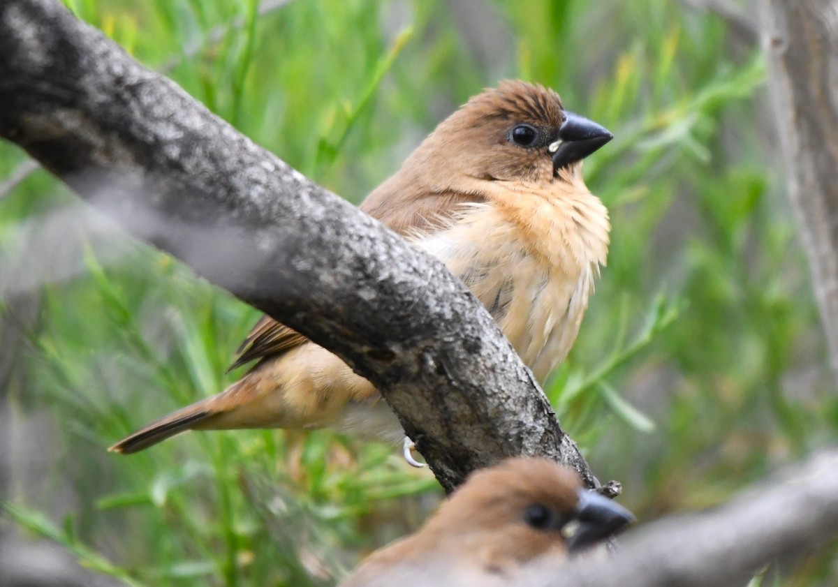 Scaly-breasted Munia - ML620657919