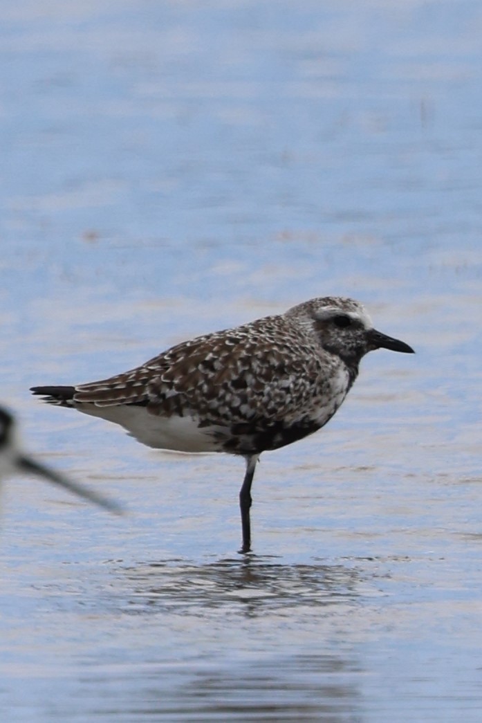 Black-bellied Plover - ML620657923