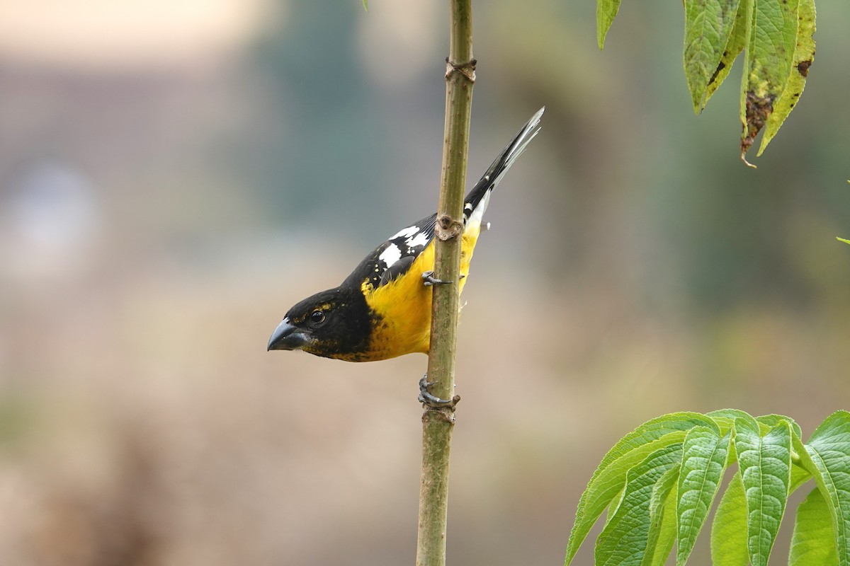 Black-backed Grosbeak (Yellow-rumped) - ML620657925