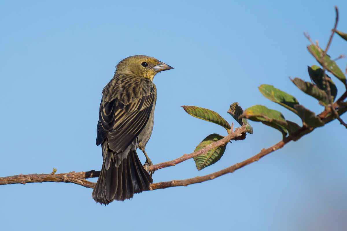 Chestnut-capped Blackbird - ML620657929