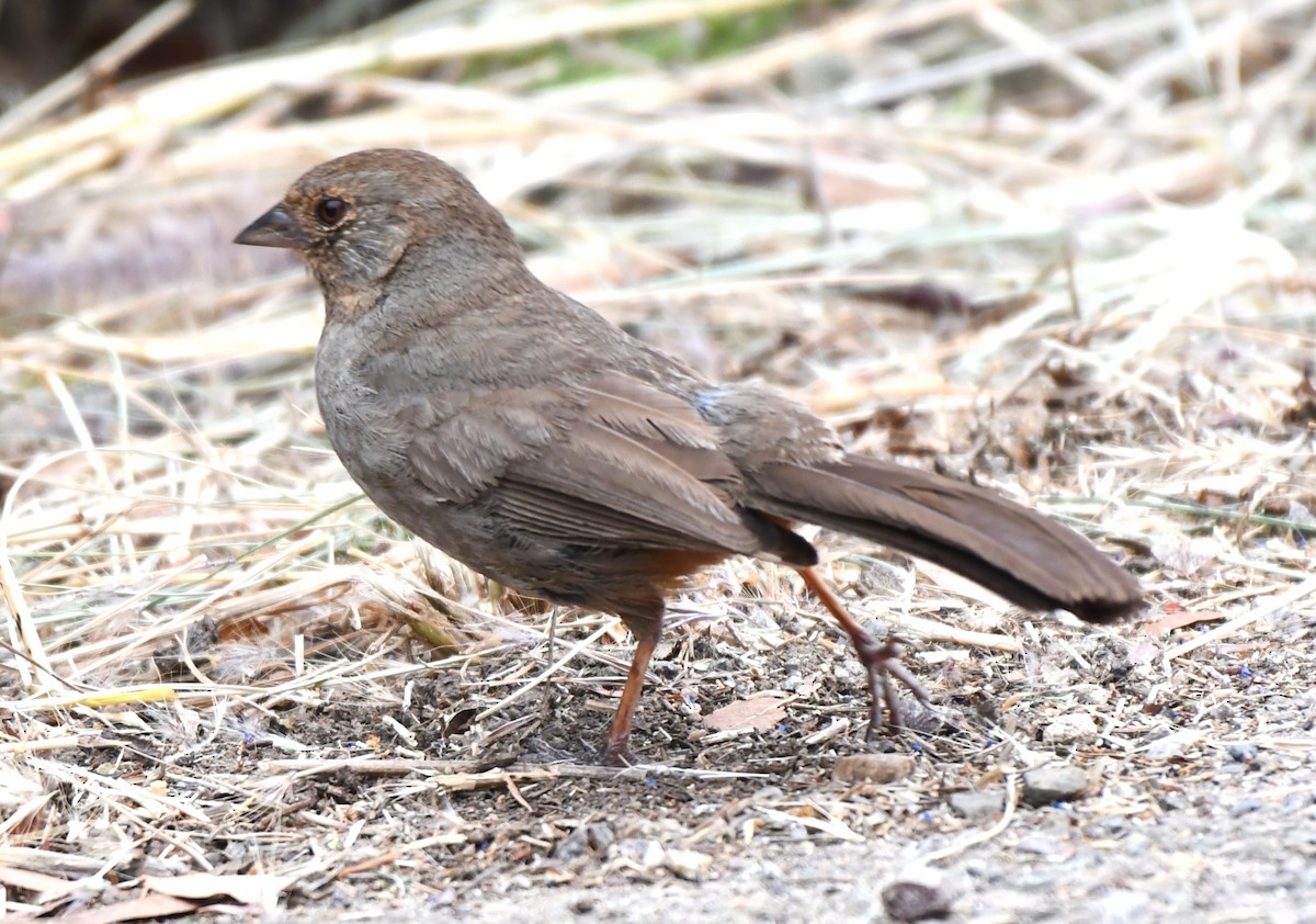 California Towhee - ML620657941