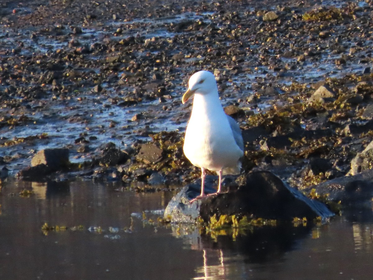 Herring Gull - ML620657942