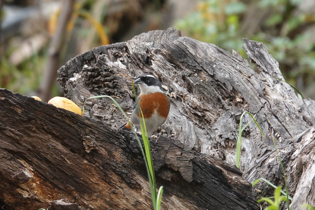 Chestnut-breasted Mountain Finch - ML620657948