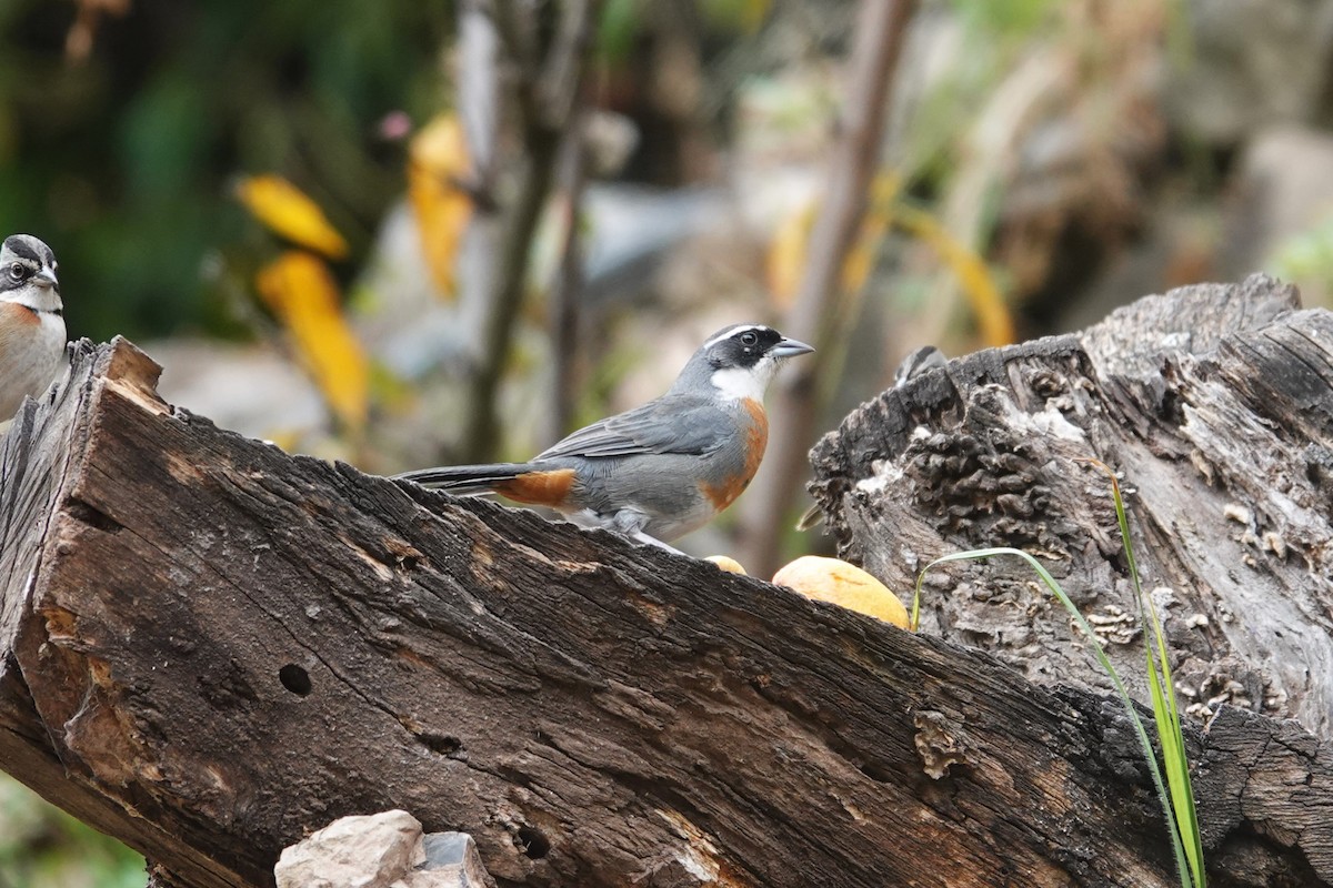 Chestnut-breasted Mountain Finch - ML620657949