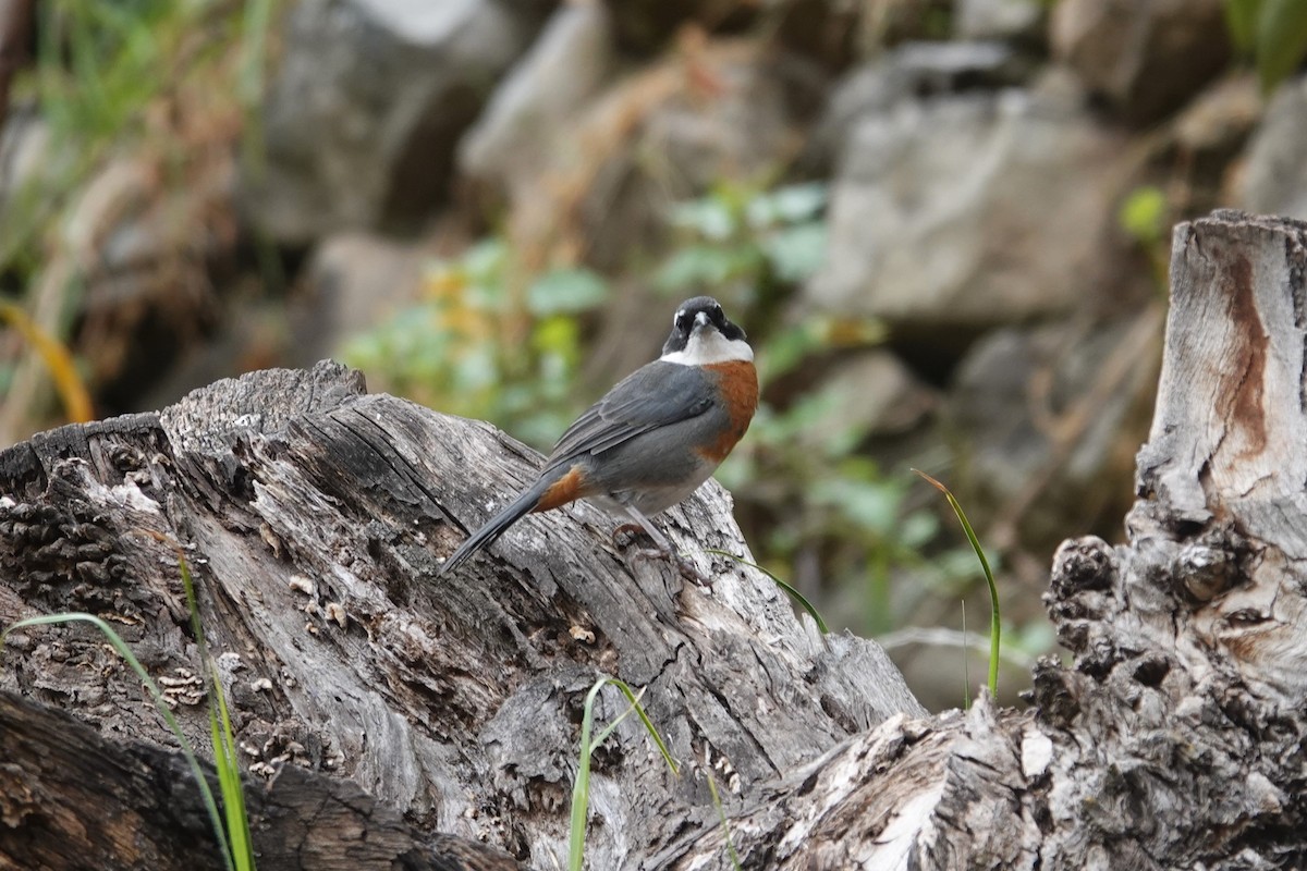 Chestnut-breasted Mountain Finch - ML620657950