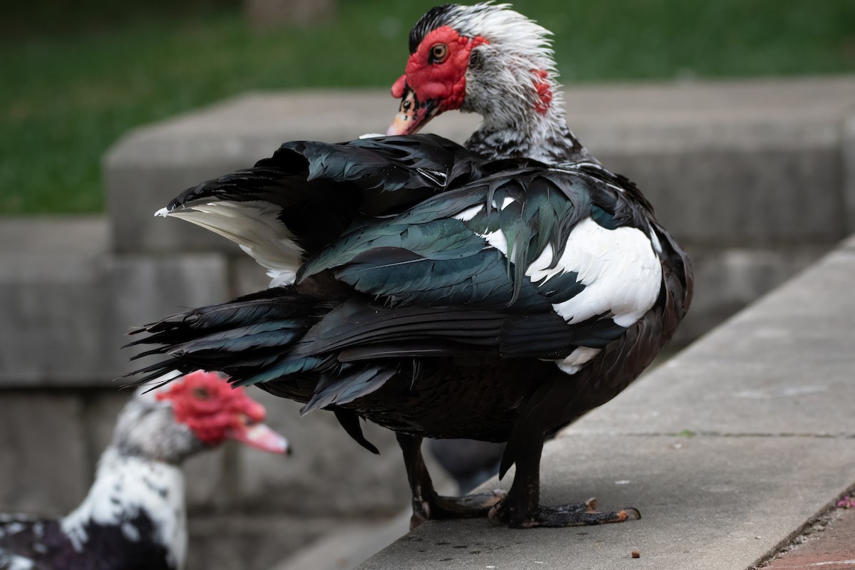 Muscovy Duck (Domestic type) - ML620657952