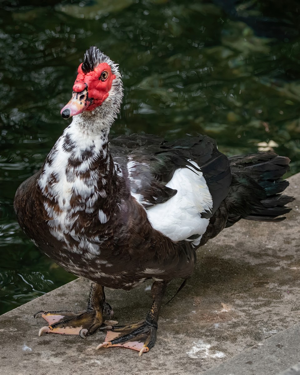 Muscovy Duck (Domestic type) - ML620657953