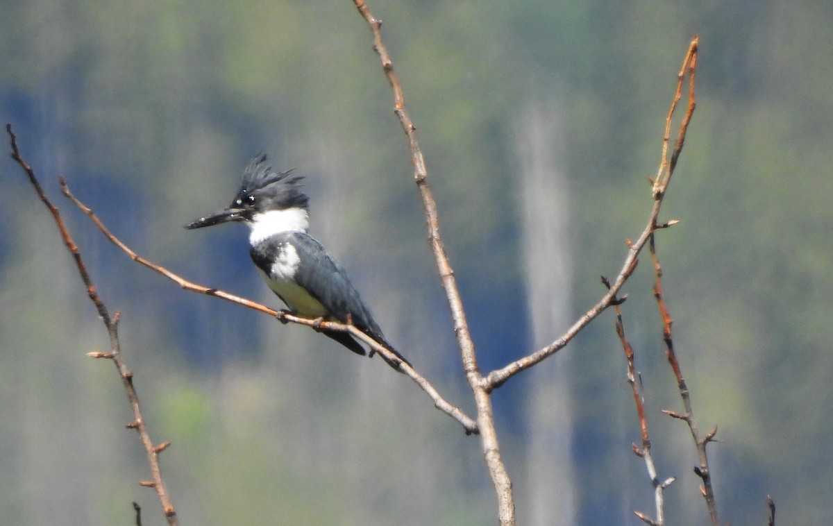 Belted Kingfisher - ML620657954