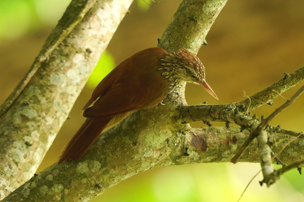 Straight-billed Woodcreeper - ML620657956