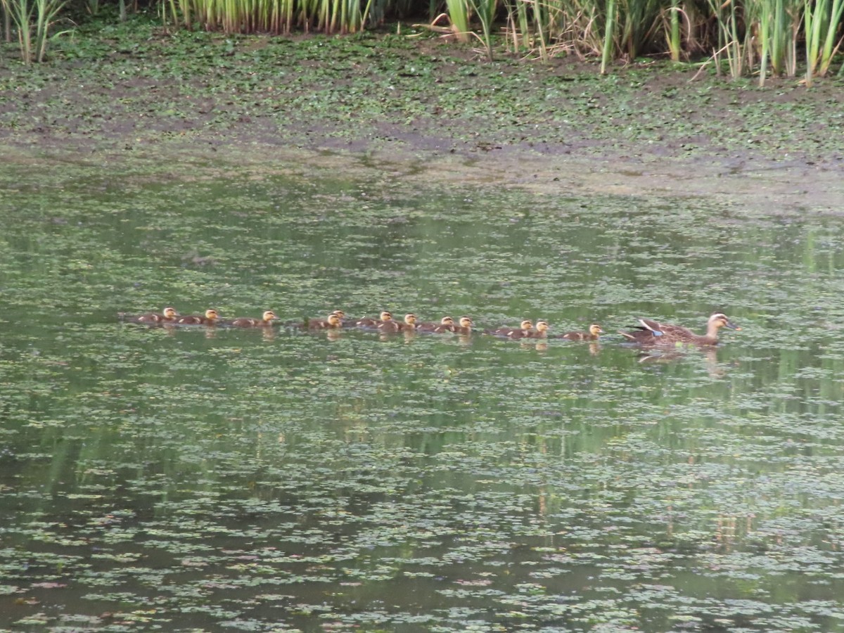 Eastern Spot-billed Duck - YUKIKO ISHIKAWA