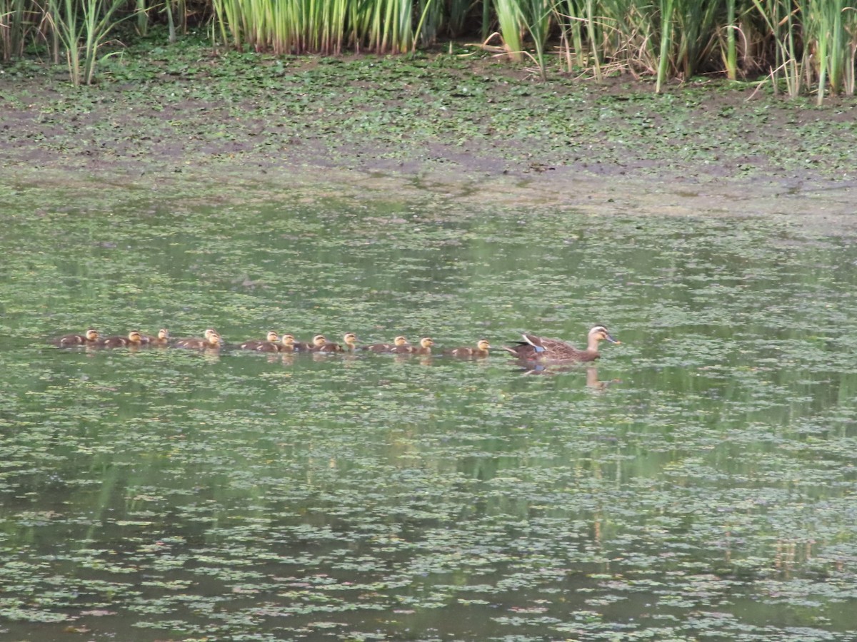 Eastern Spot-billed Duck - ML620657962