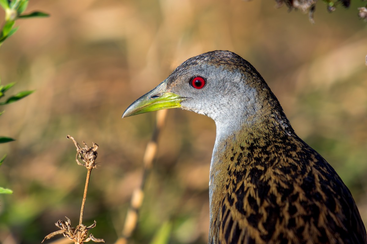 Ash-throated Crake - ML620657965