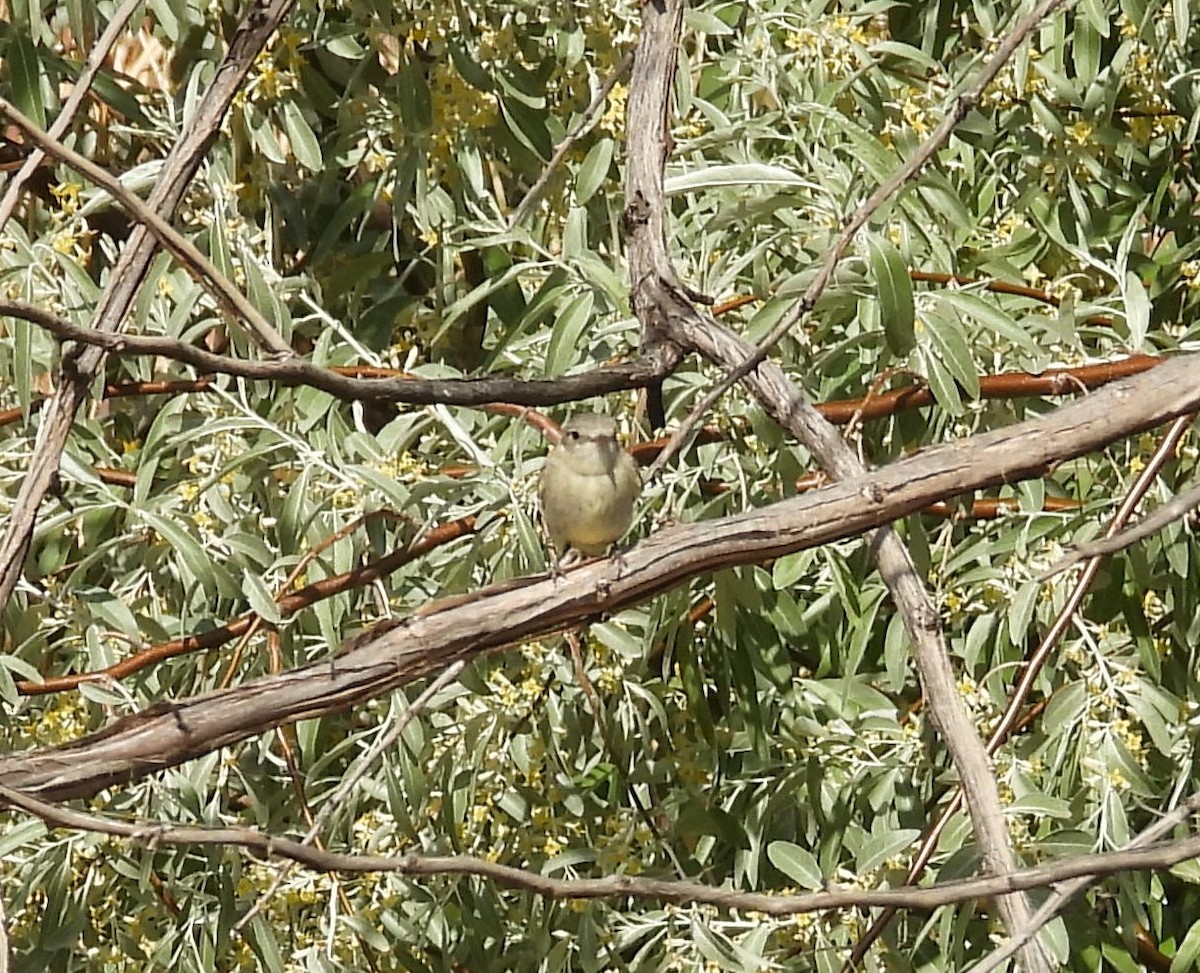 Gray Flycatcher - ML620657966