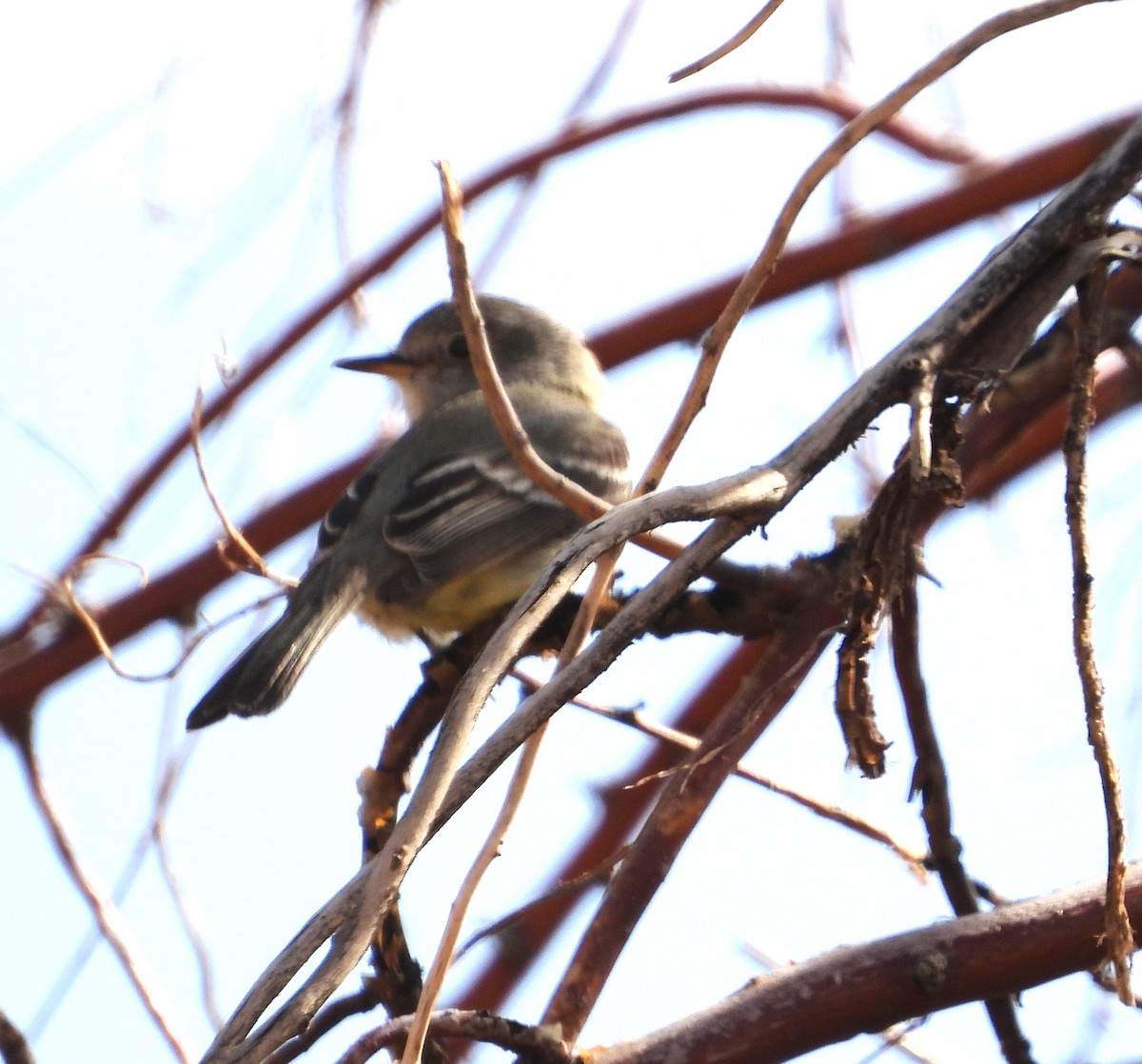 Gray Flycatcher - ML620657967