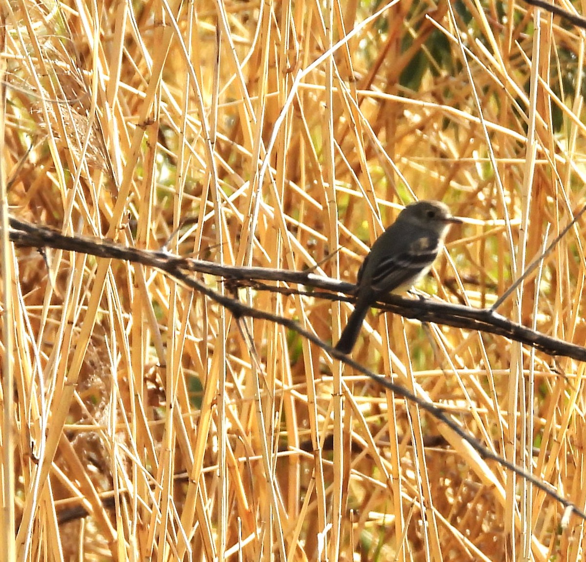 Gray Flycatcher - ML620657968