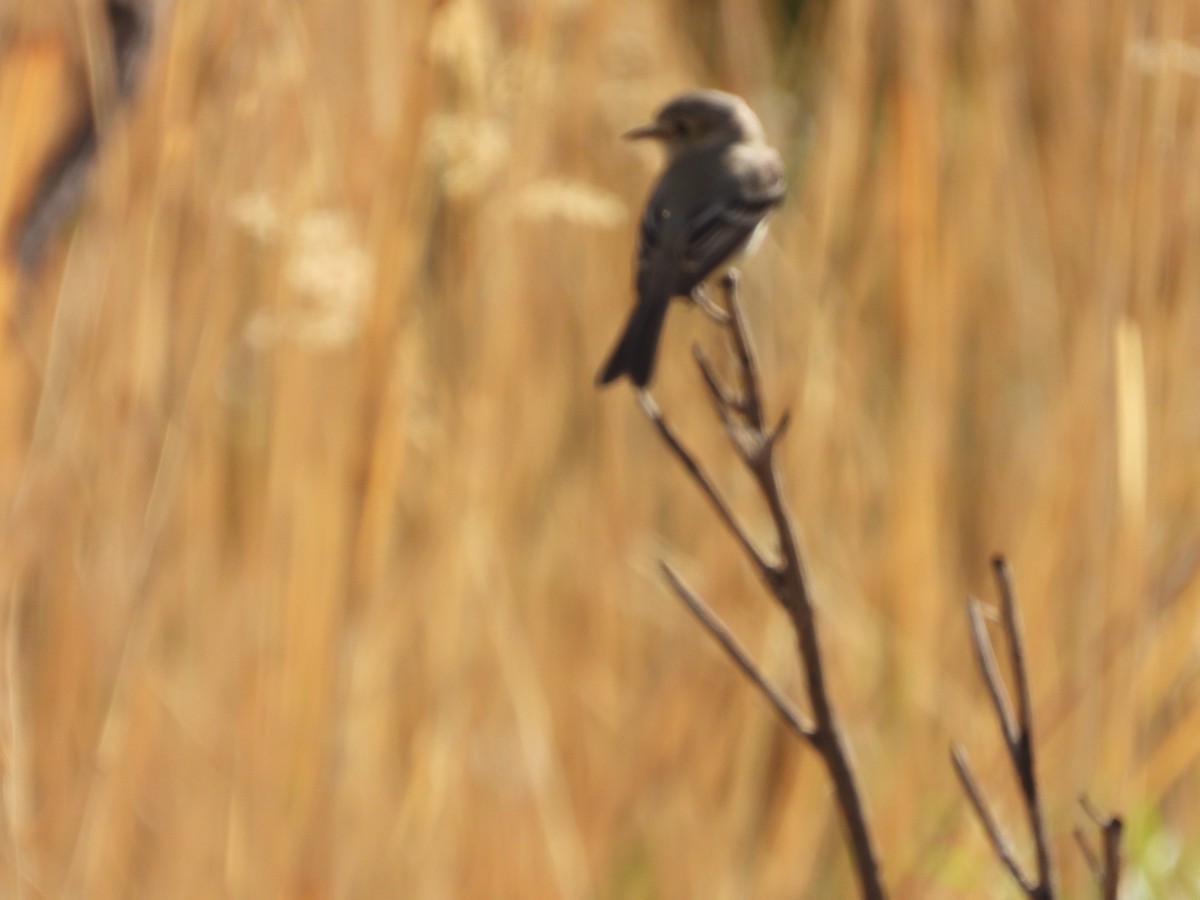 Gray Flycatcher - ML620657970