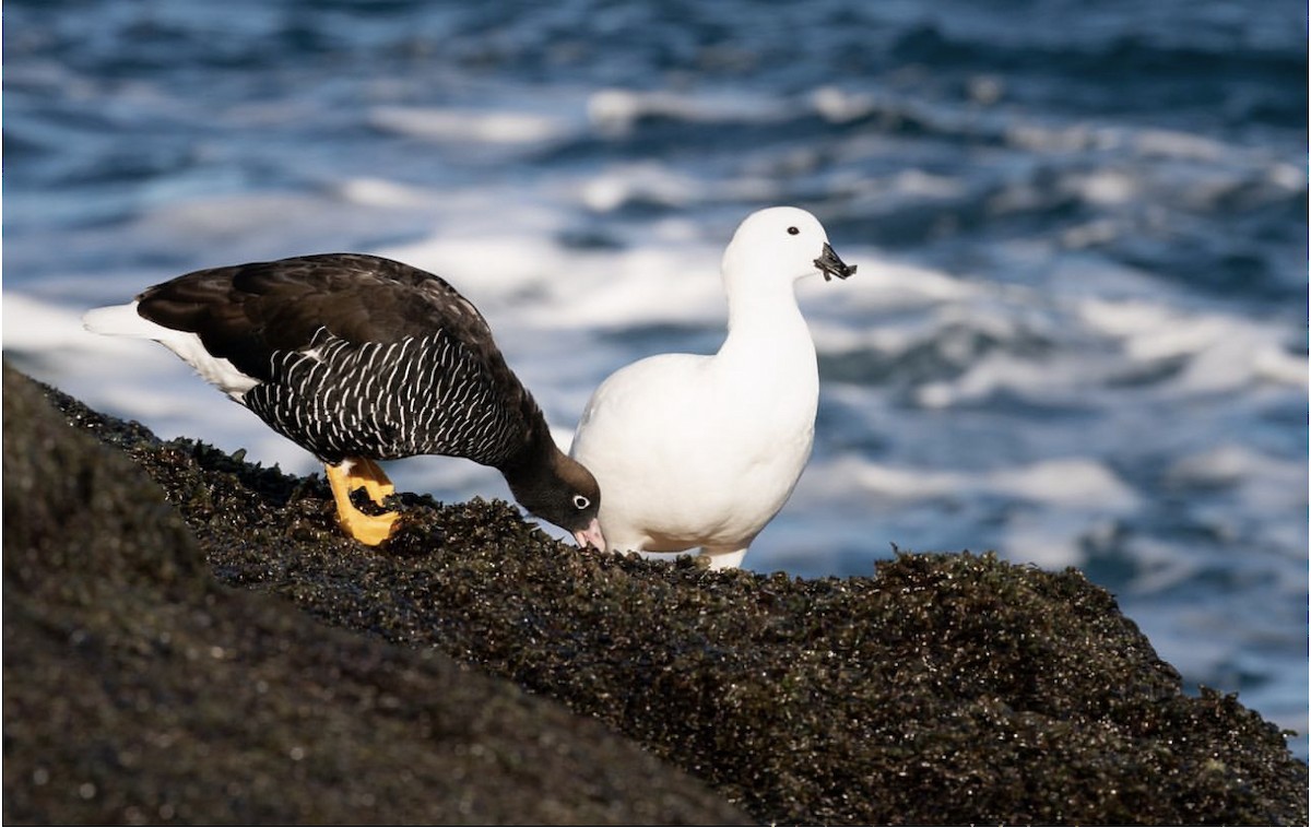 Kelp Goose - ML620657985