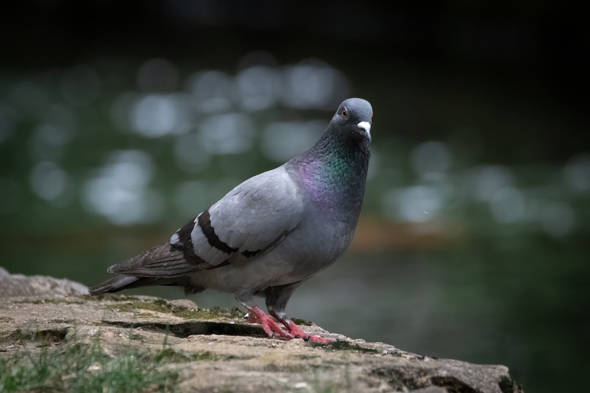 Rock Pigeon (Feral Pigeon) - ML620657996