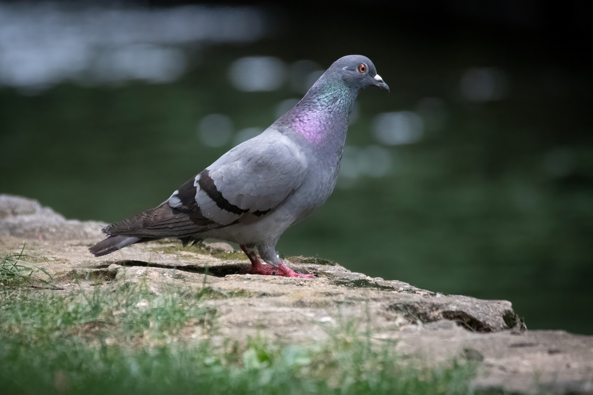 Rock Pigeon (Feral Pigeon) - ML620657997