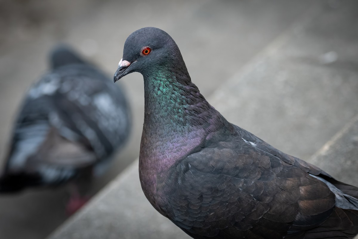 Rock Pigeon (Feral Pigeon) - ML620657998