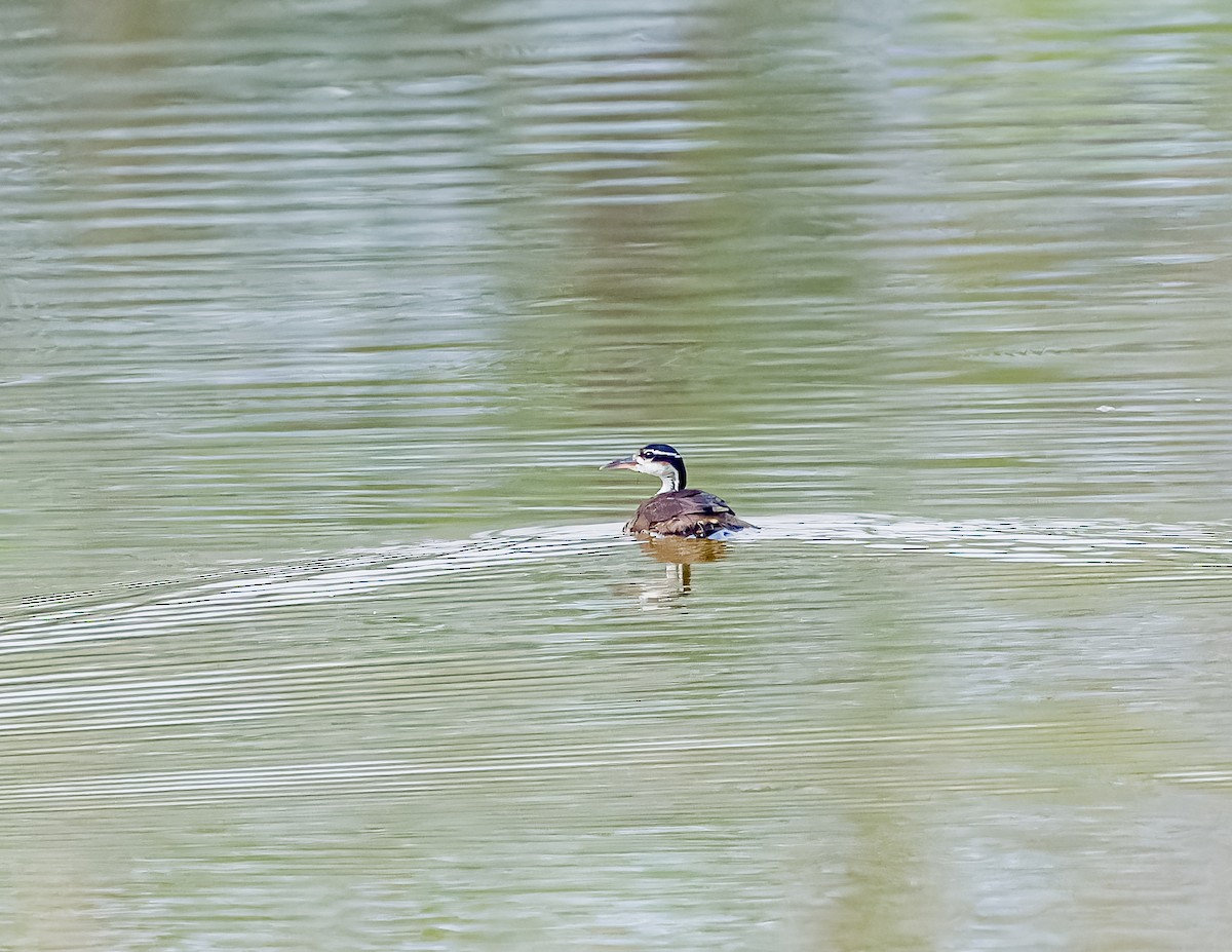 Sungrebe - ML620658002