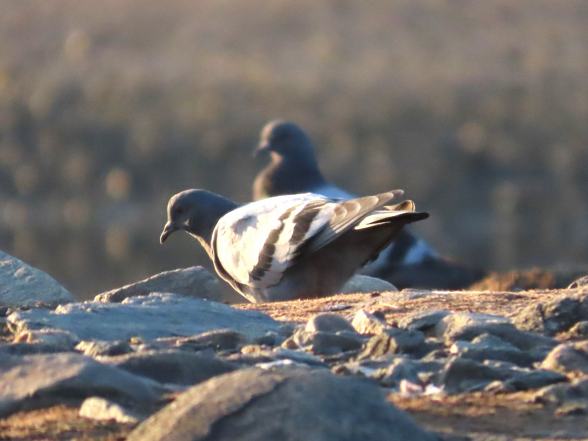 Rock Pigeon (Feral Pigeon) - ML620658003